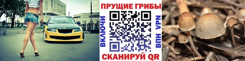 Псилоцибиновые грибы GOLDEN TEACHER  Голицыно 
